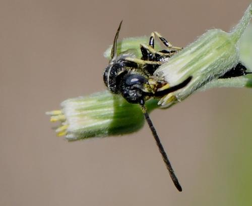 Meria sp.